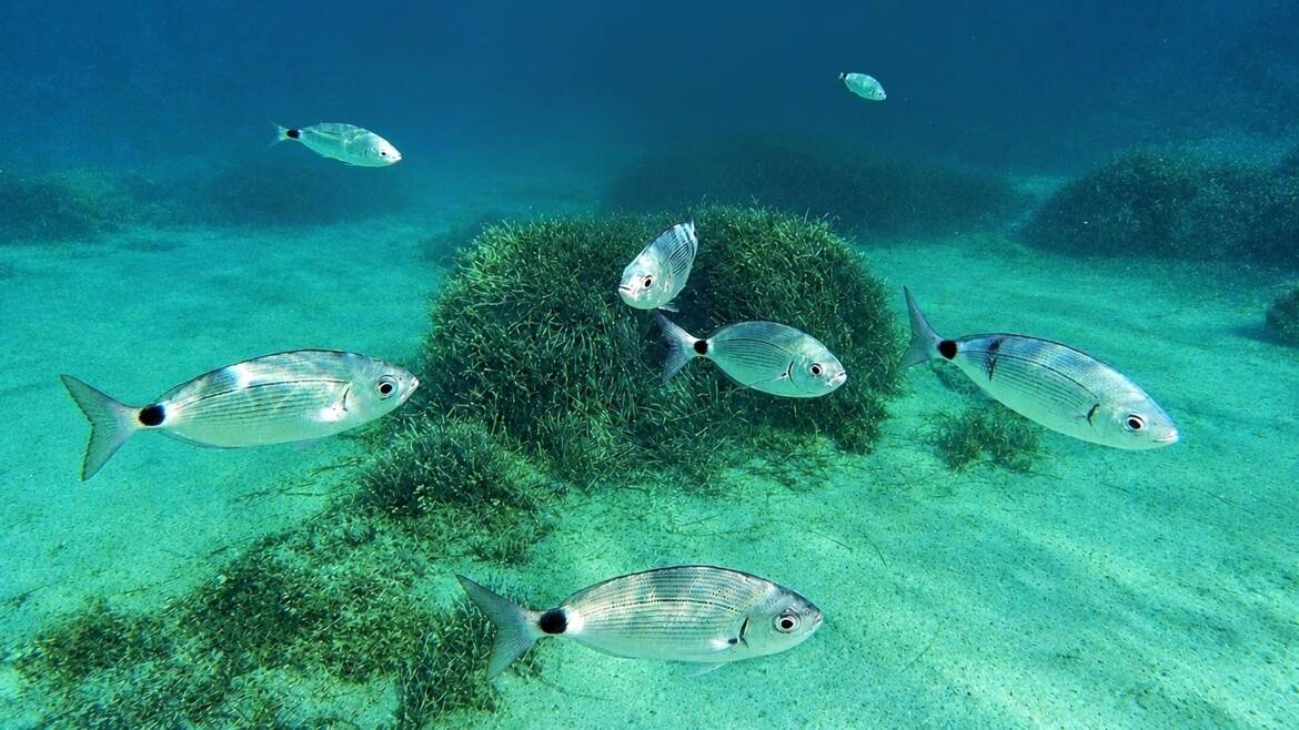 Comme un poisson dans l'eau