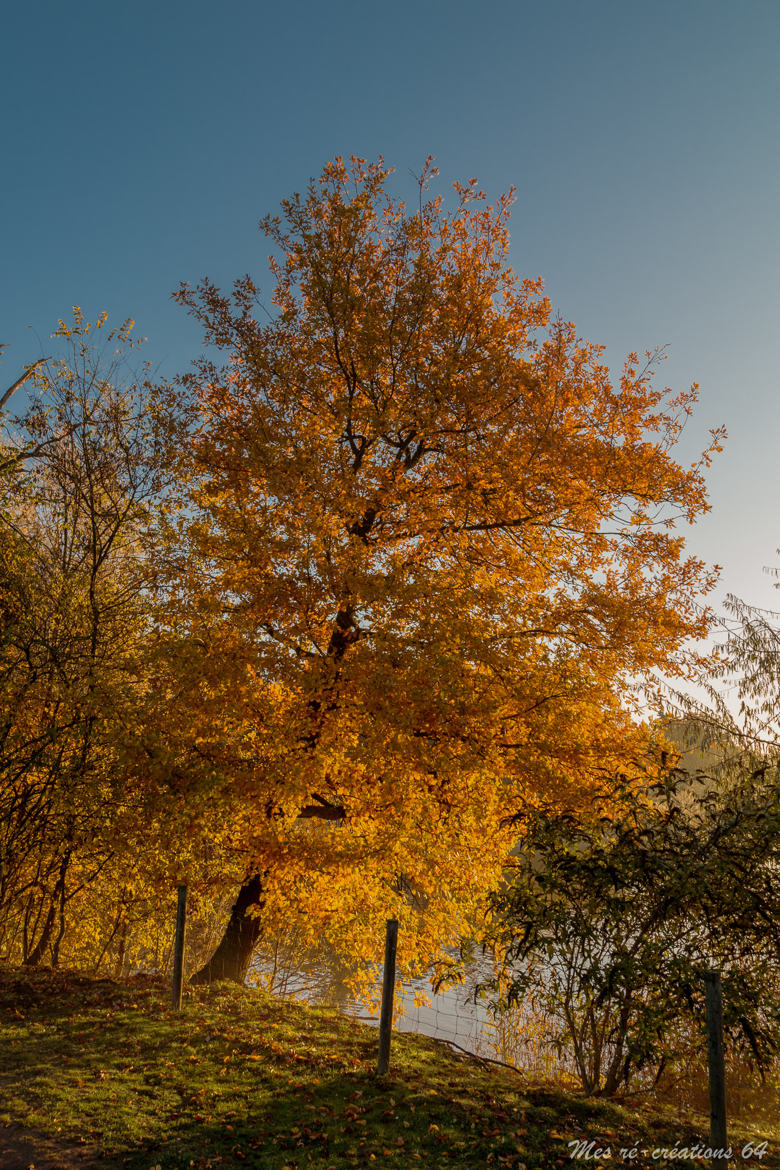 L'arbre en feu