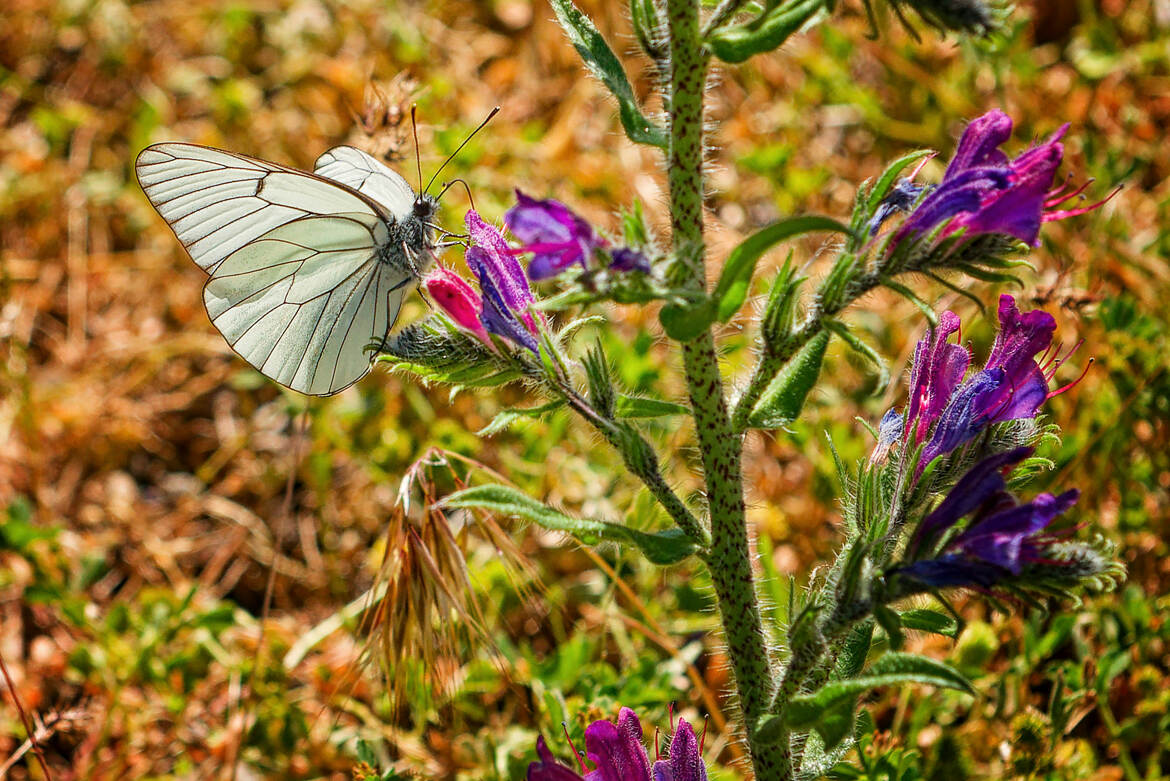 Annonciateur d'une bonne nouvelle