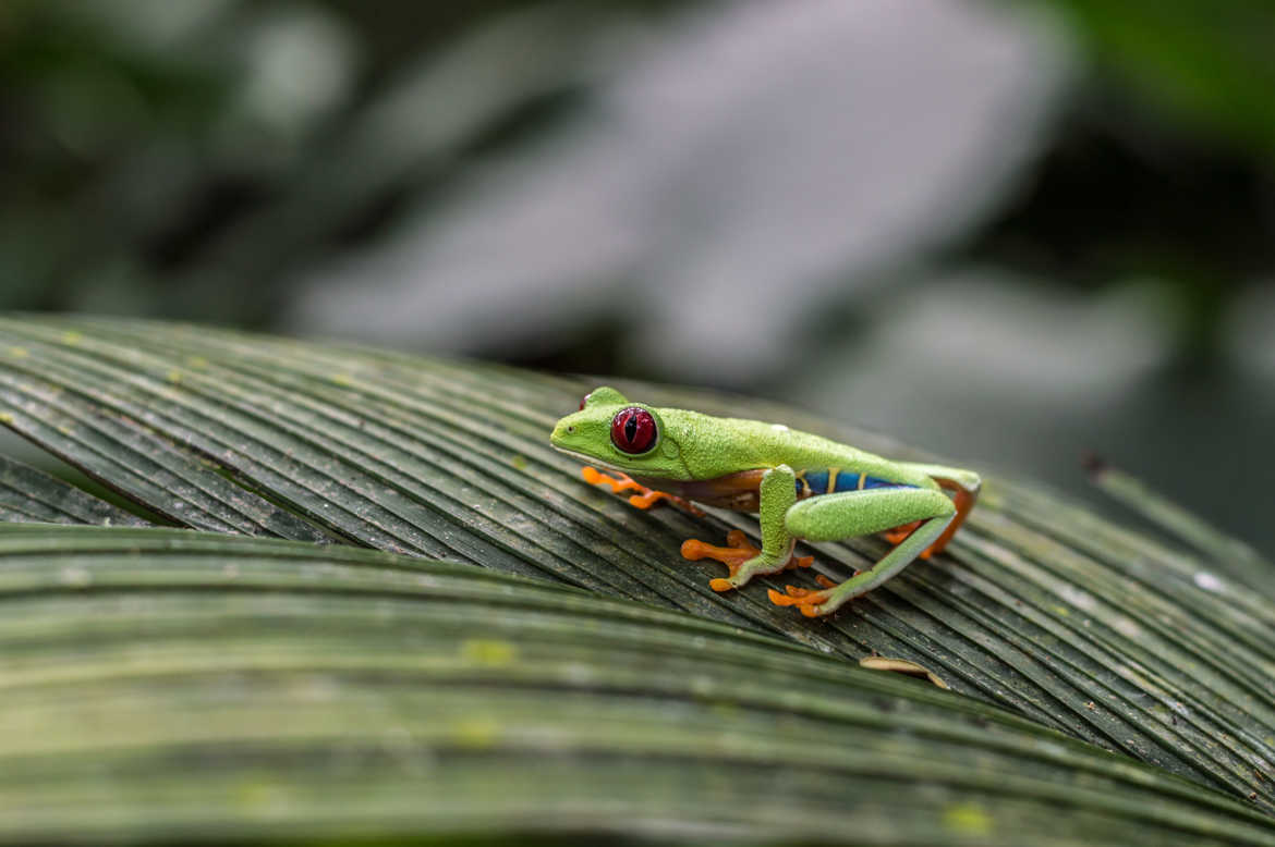 Frog model/Frog Photographer