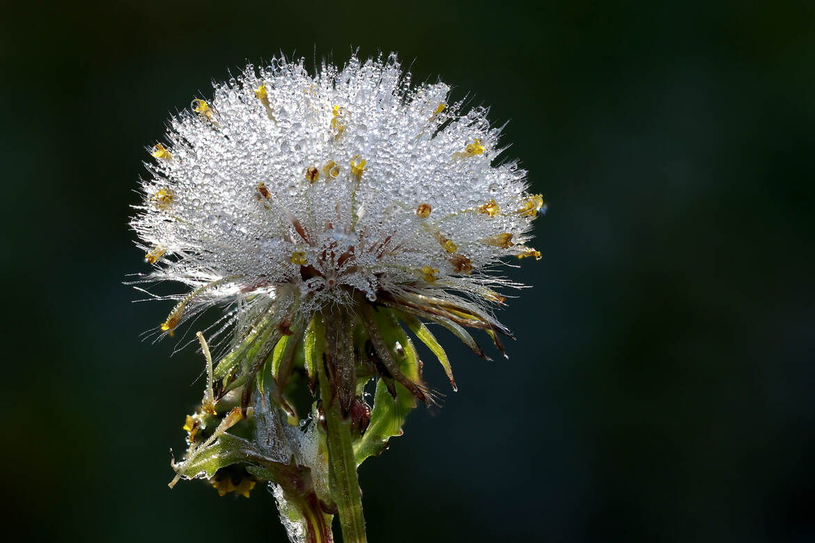 Quand le printemps prend la relève.
