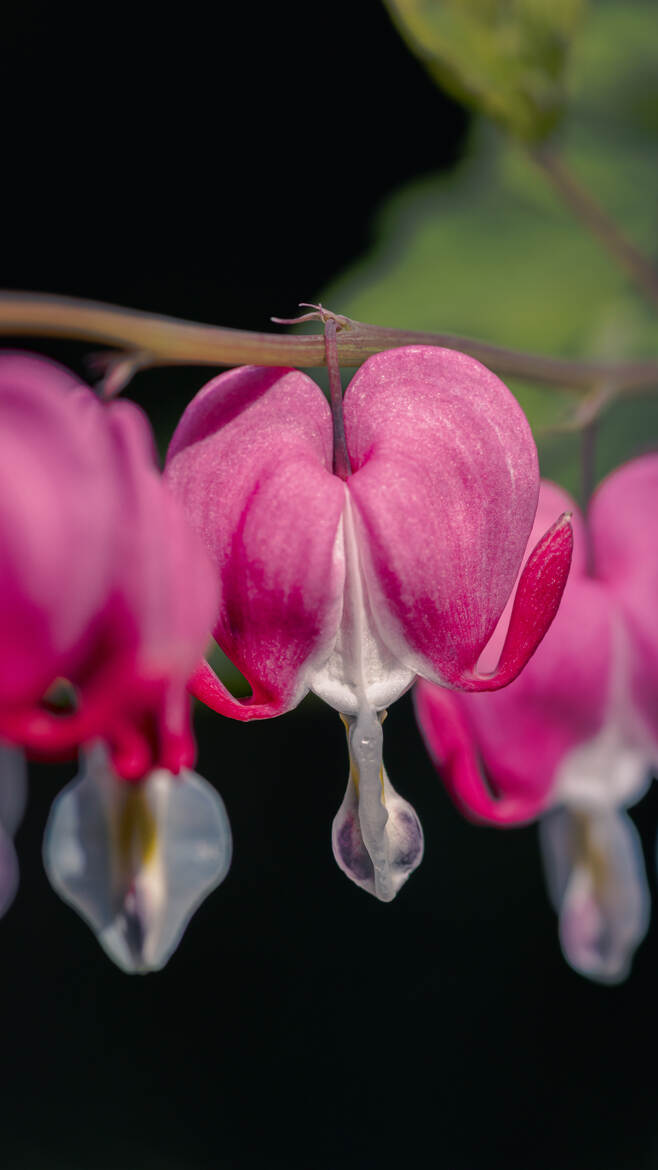 Dans le coeur de Marie