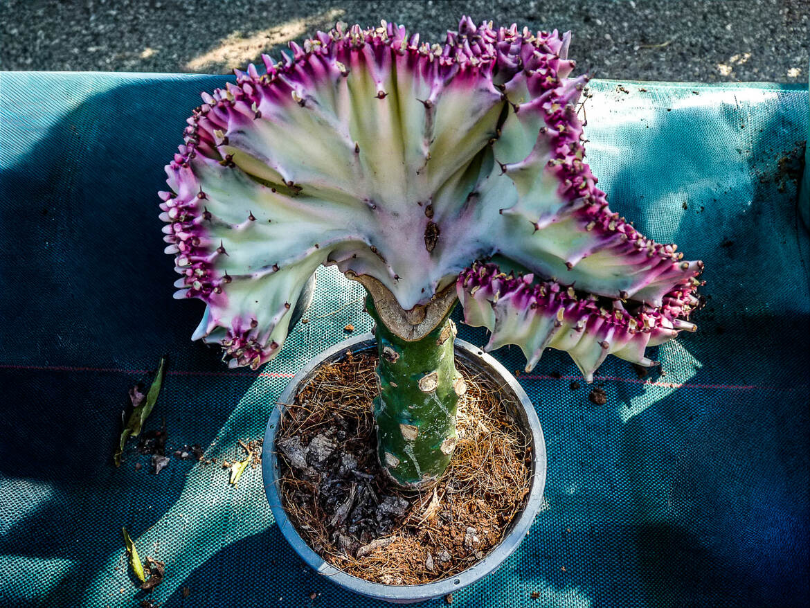 Plante extraordinaire qui connais ?