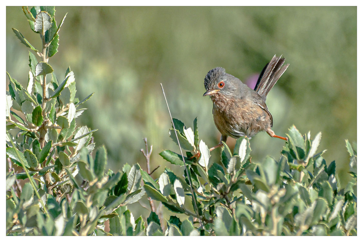 Fauvette pitchou Sylvia undata - Dartford Warbler