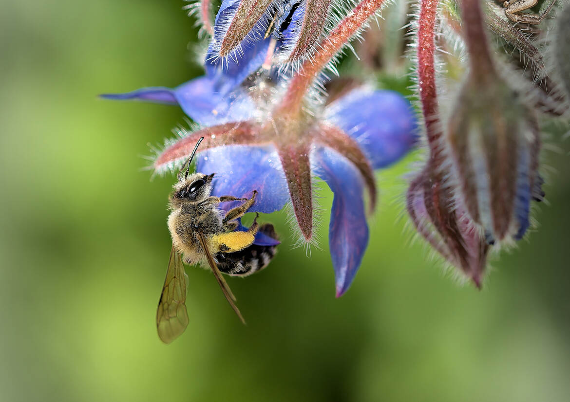 Bourrache mellifère