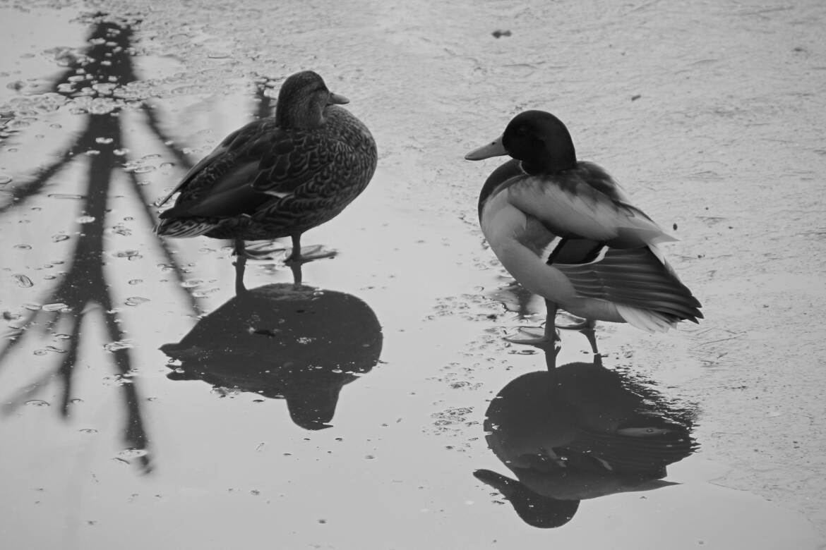 conversation sur la glace