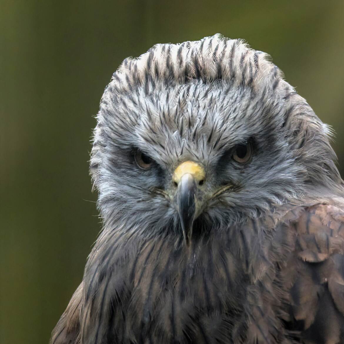 Regard perçant