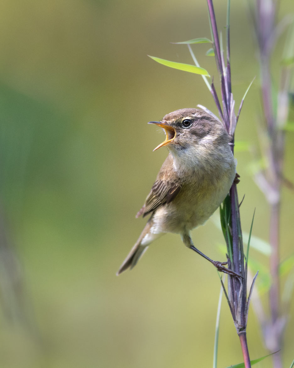 chiff chaff chiff chaff ....