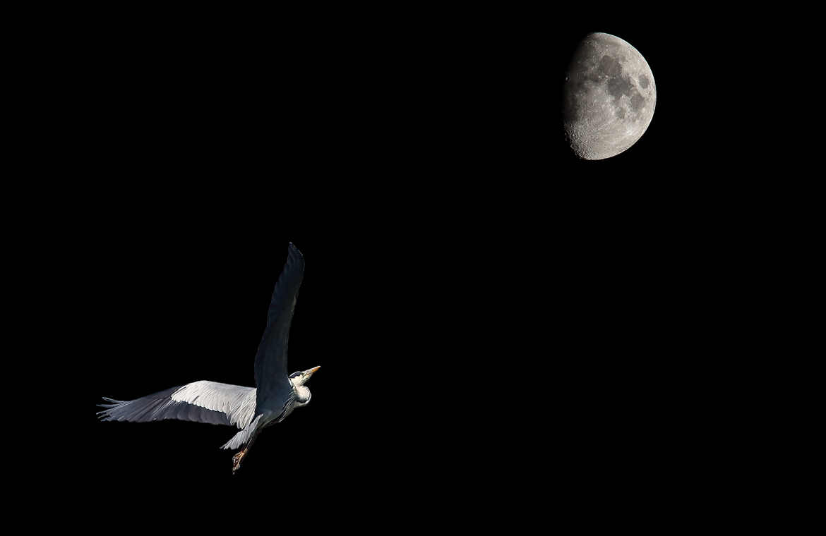 L'oiseau et la Lune