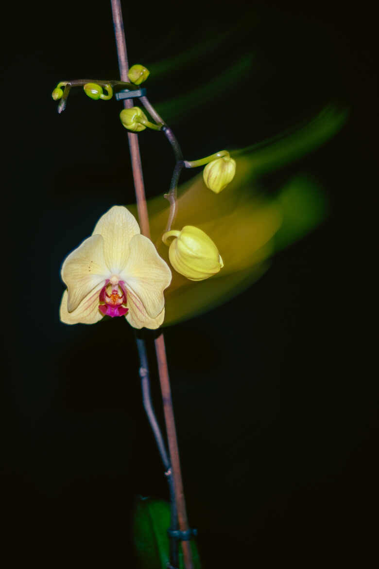 Filé d'orchidéee