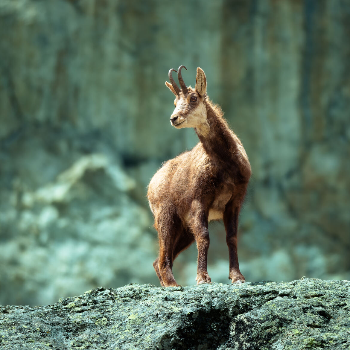 Chamois du Mercantour