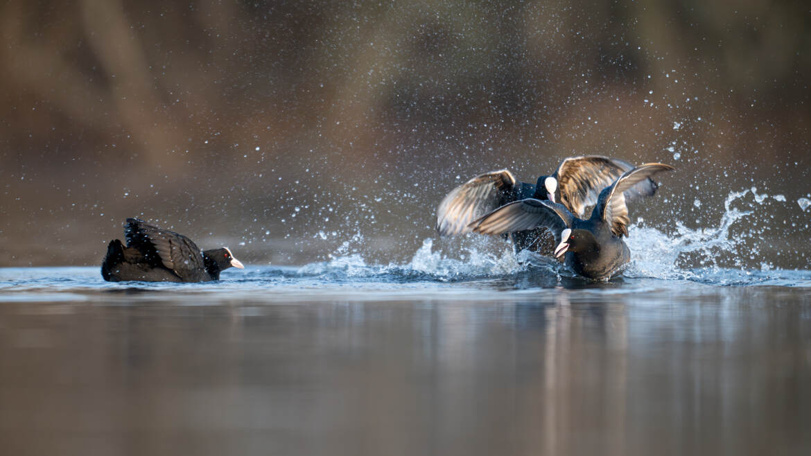 Fighting Club chez les Foulques