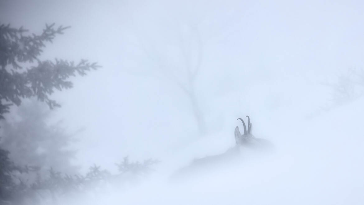 Fantôme dans le blizzard