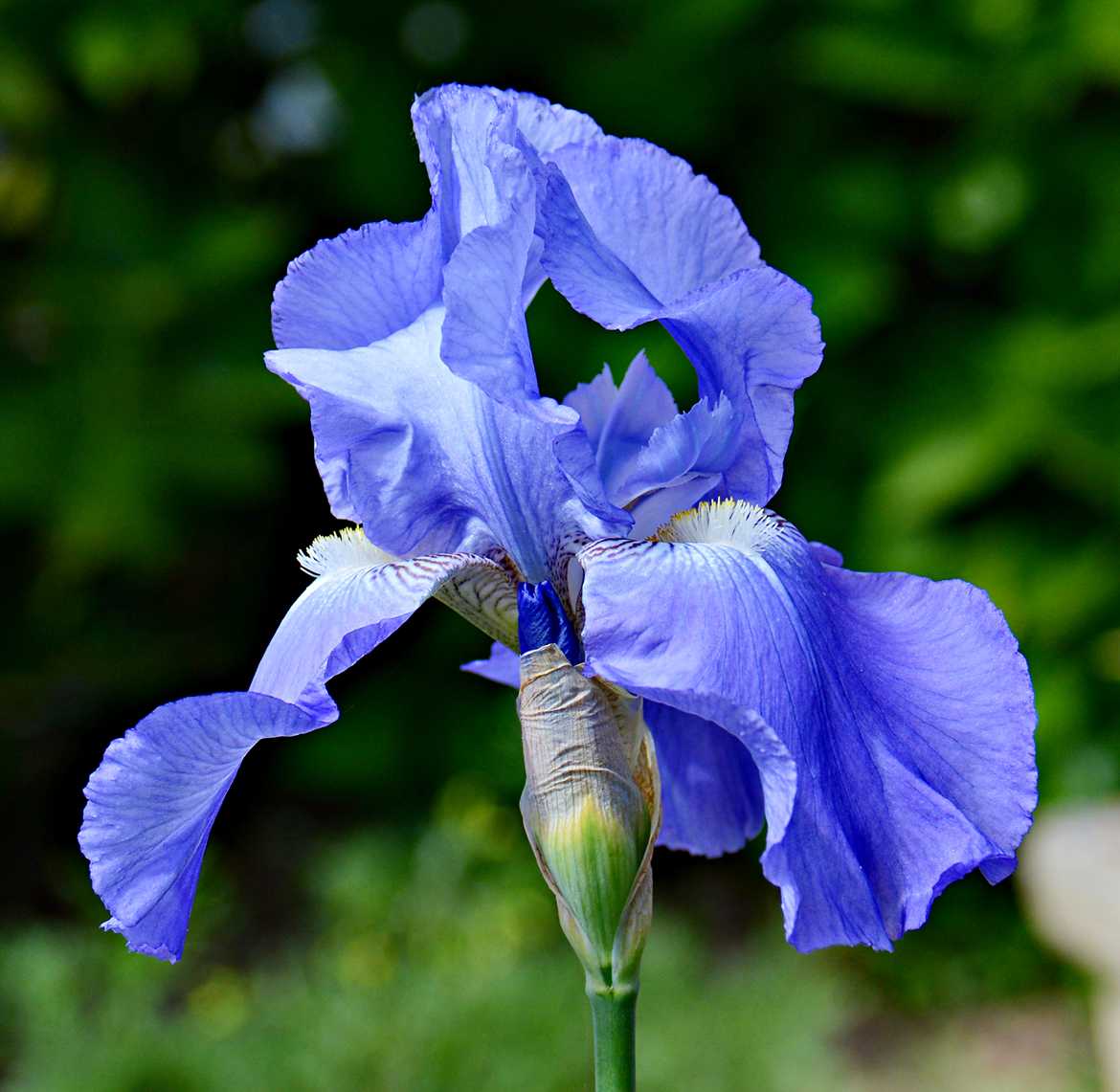 Iris de ce printemps
