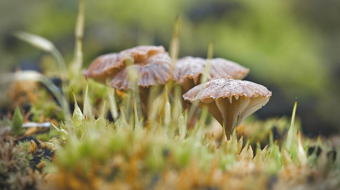 Après l'incendie, le retour de la vie (8)