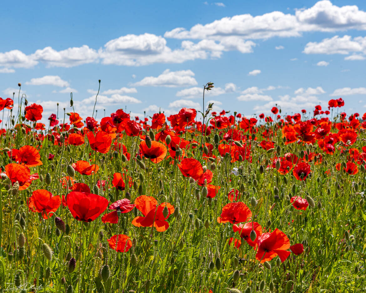 Coquelicots, fleur des champs