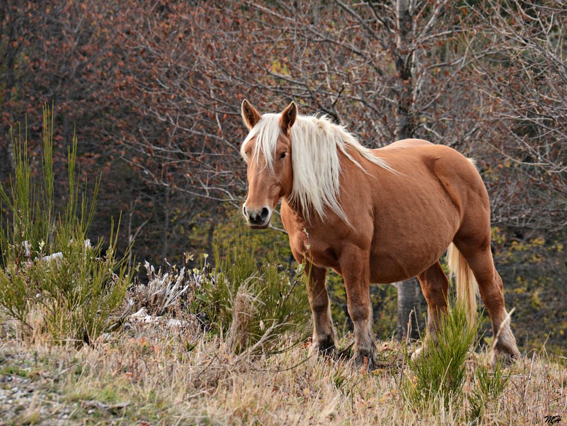 Cheval paisible