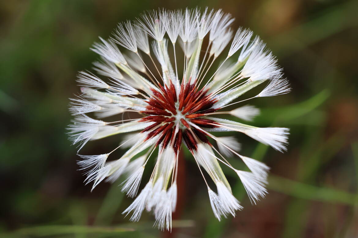 Explosion végétale