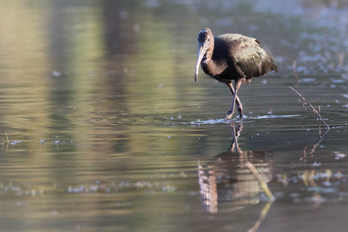 Ibis Falcinelle