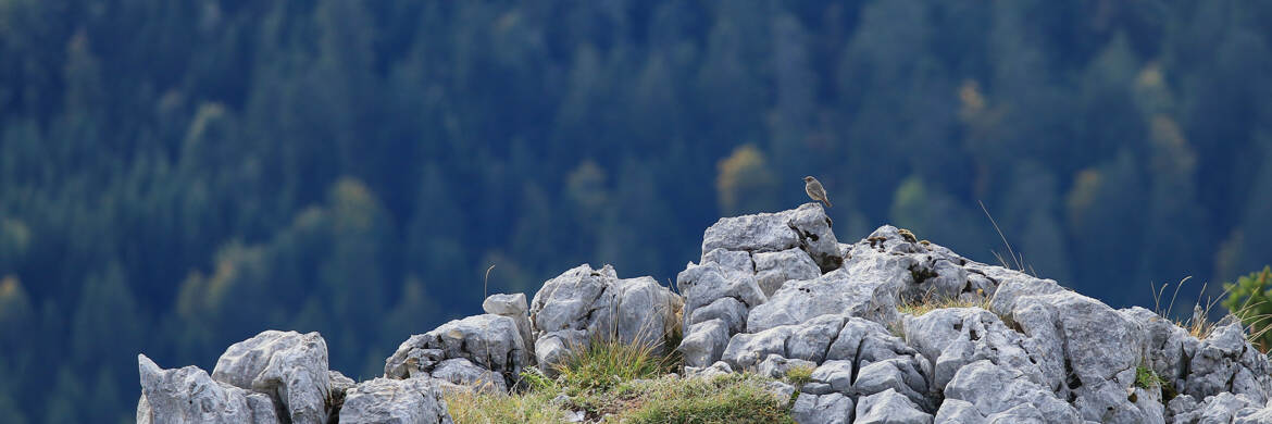 L'oiseau bleu