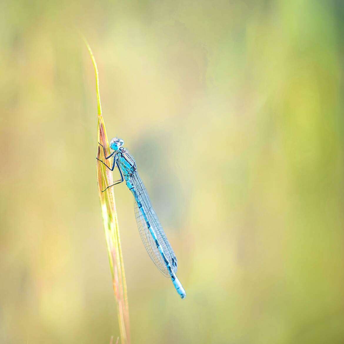 Agrion