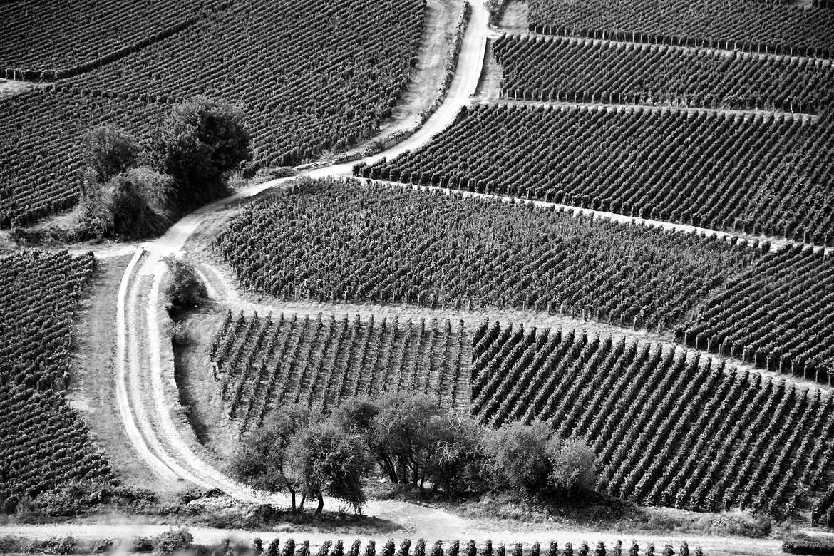 DISQUALIFIE! les vignes Bourgogne