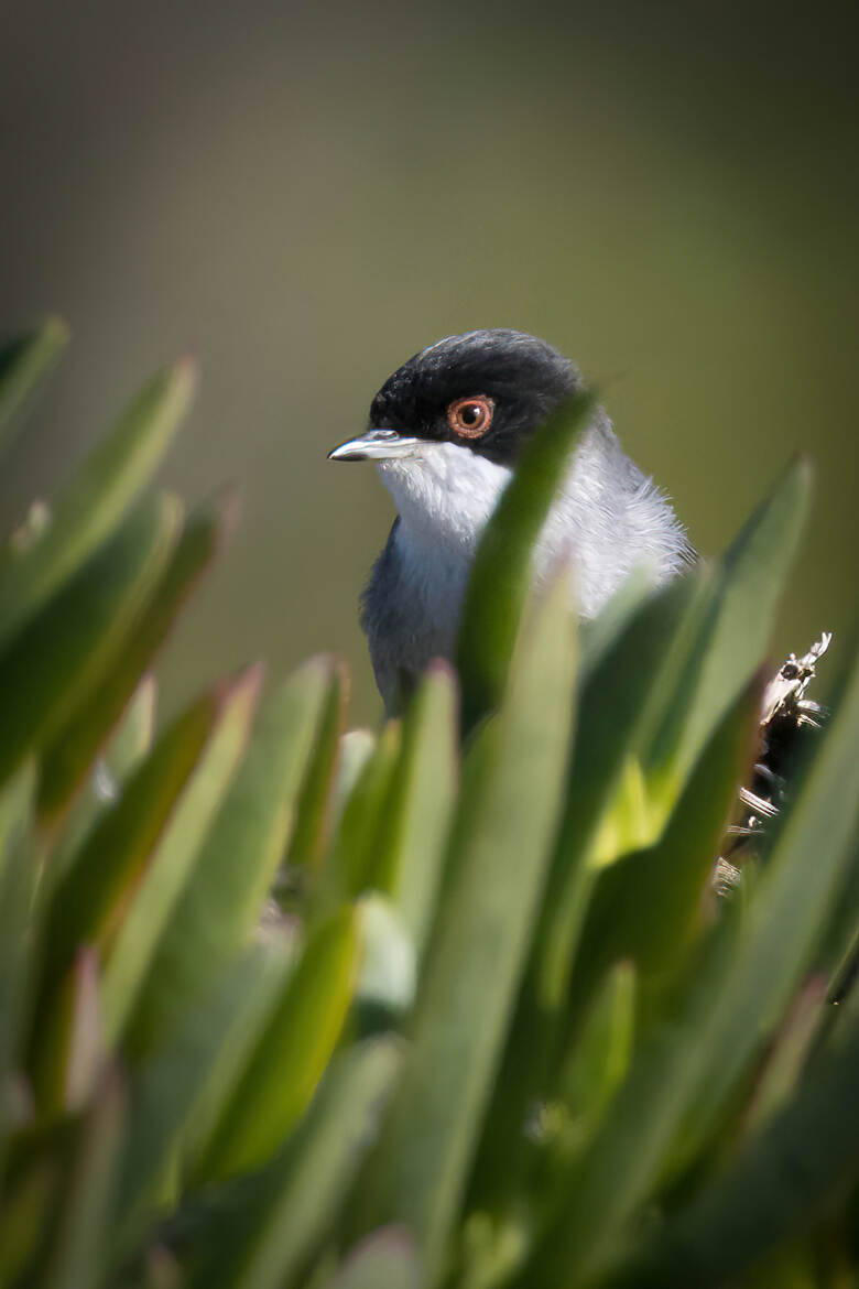 Fauvette mélanocéphale