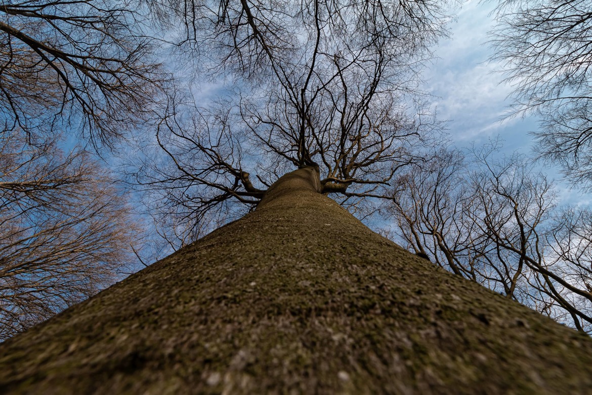 Hêtre ou ne pas être au printemps