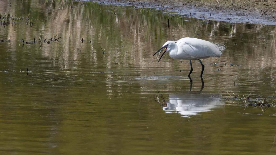 Grande aigrette et grenouille des Dombes