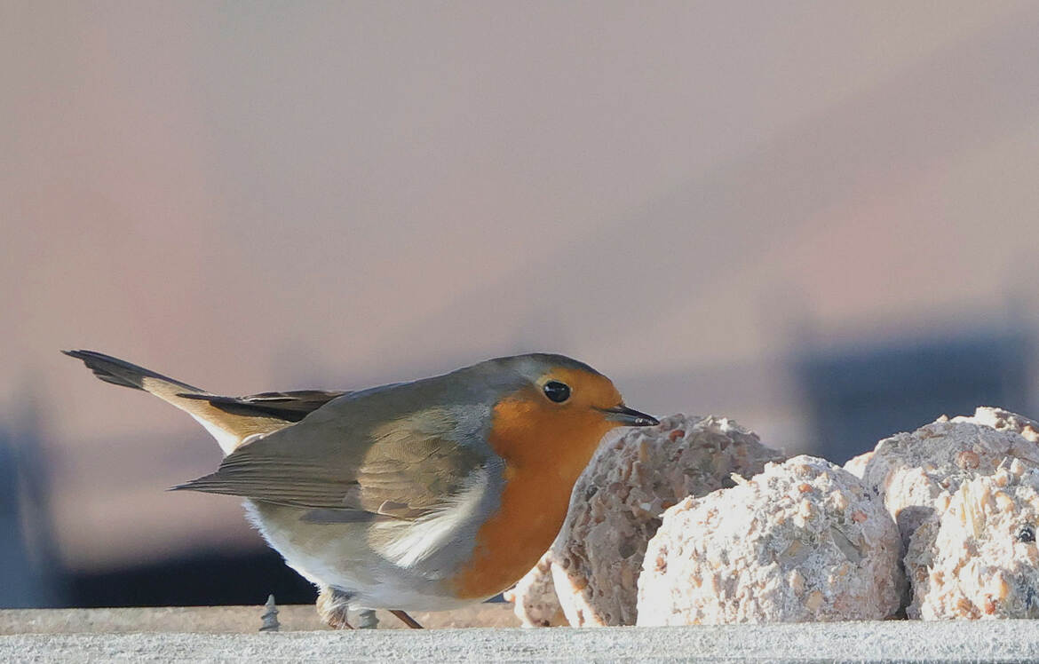 je surveille de près !