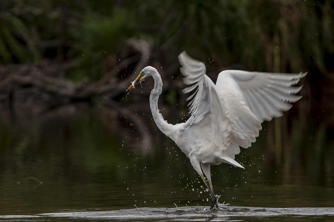 Grande aigrette