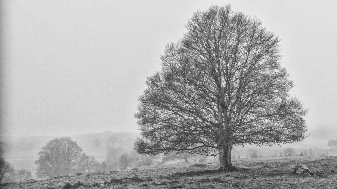 Givre et brouillard