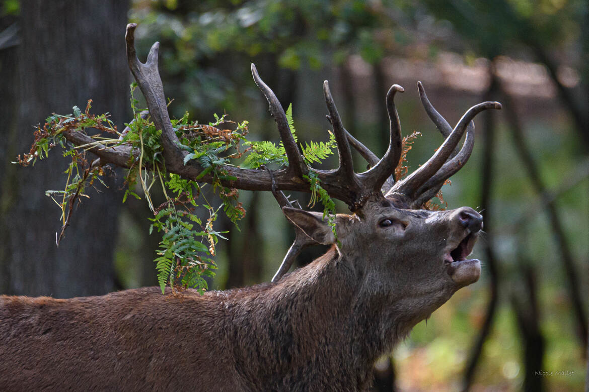 Brame du cerf