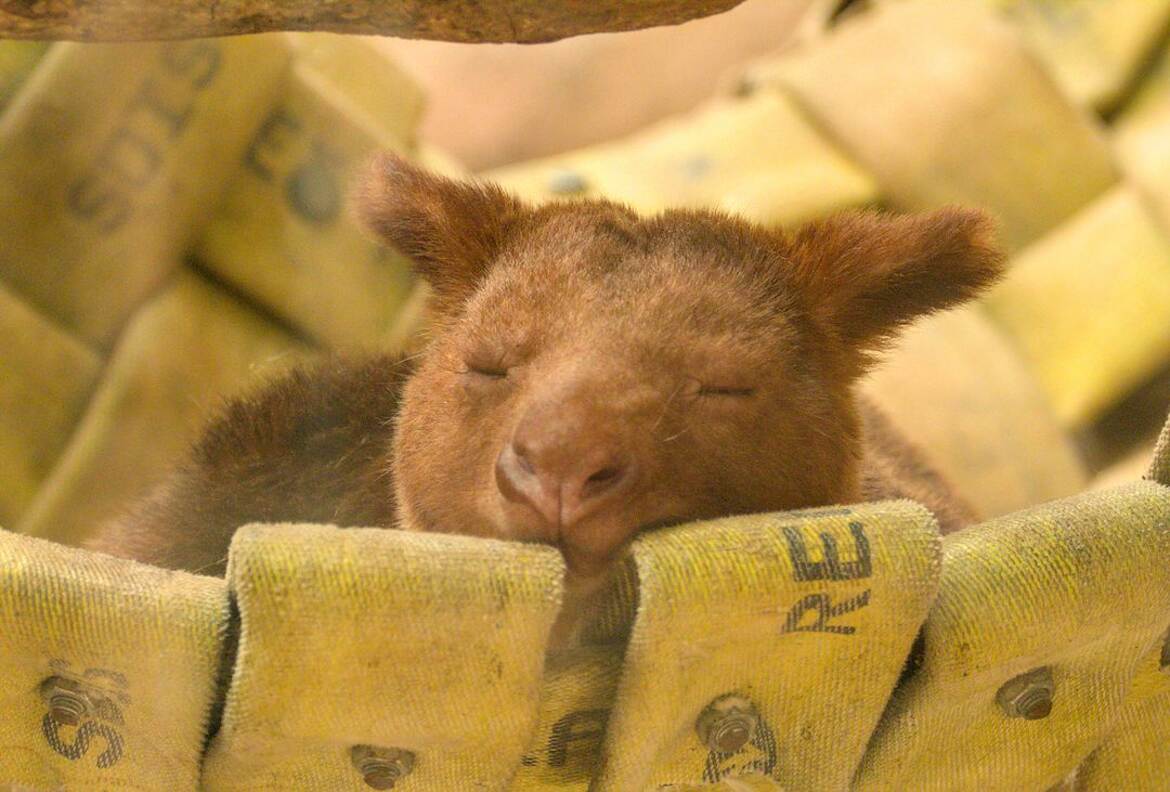 Ne pas déranger (sieste)