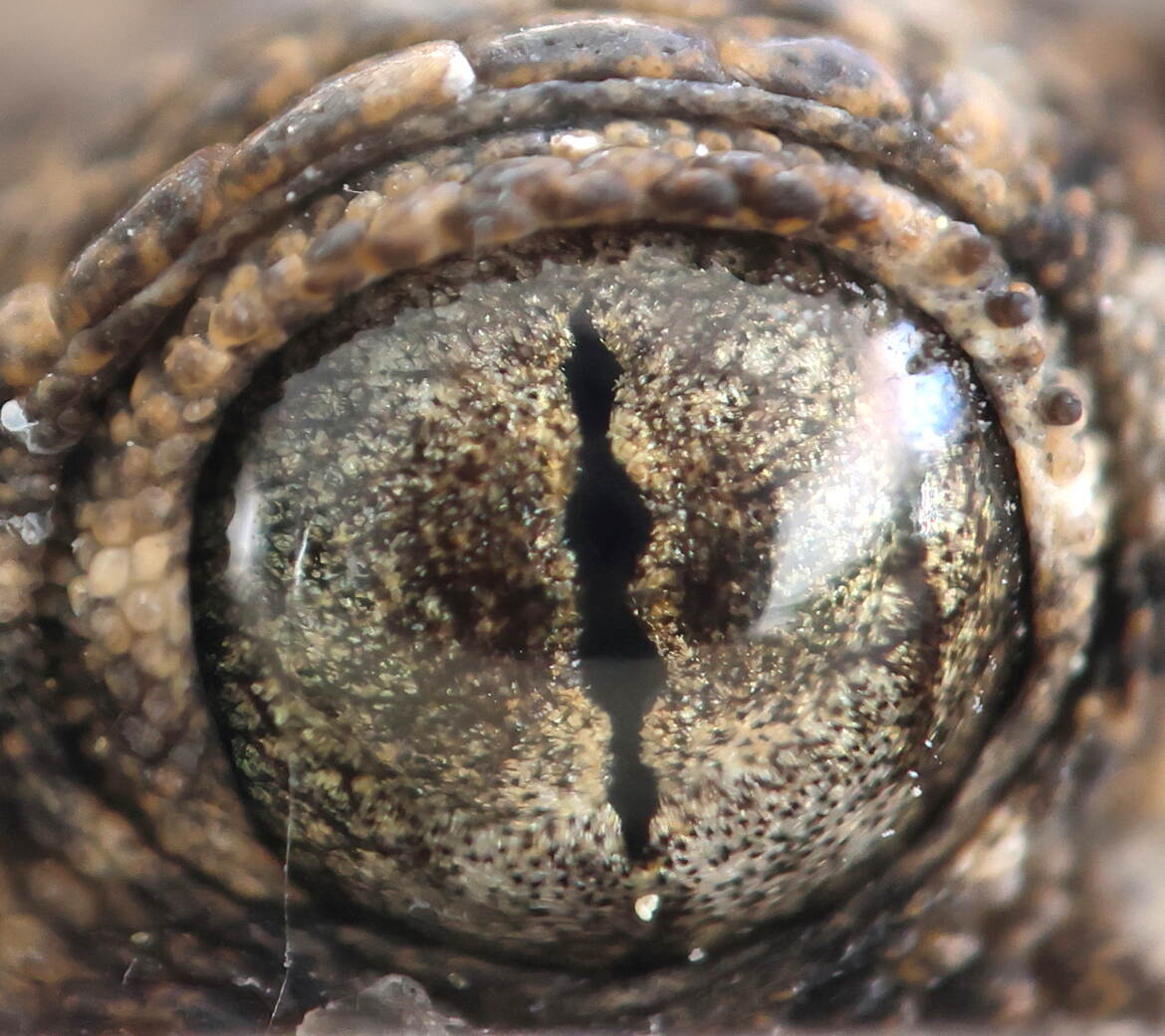 Oeil de gecko