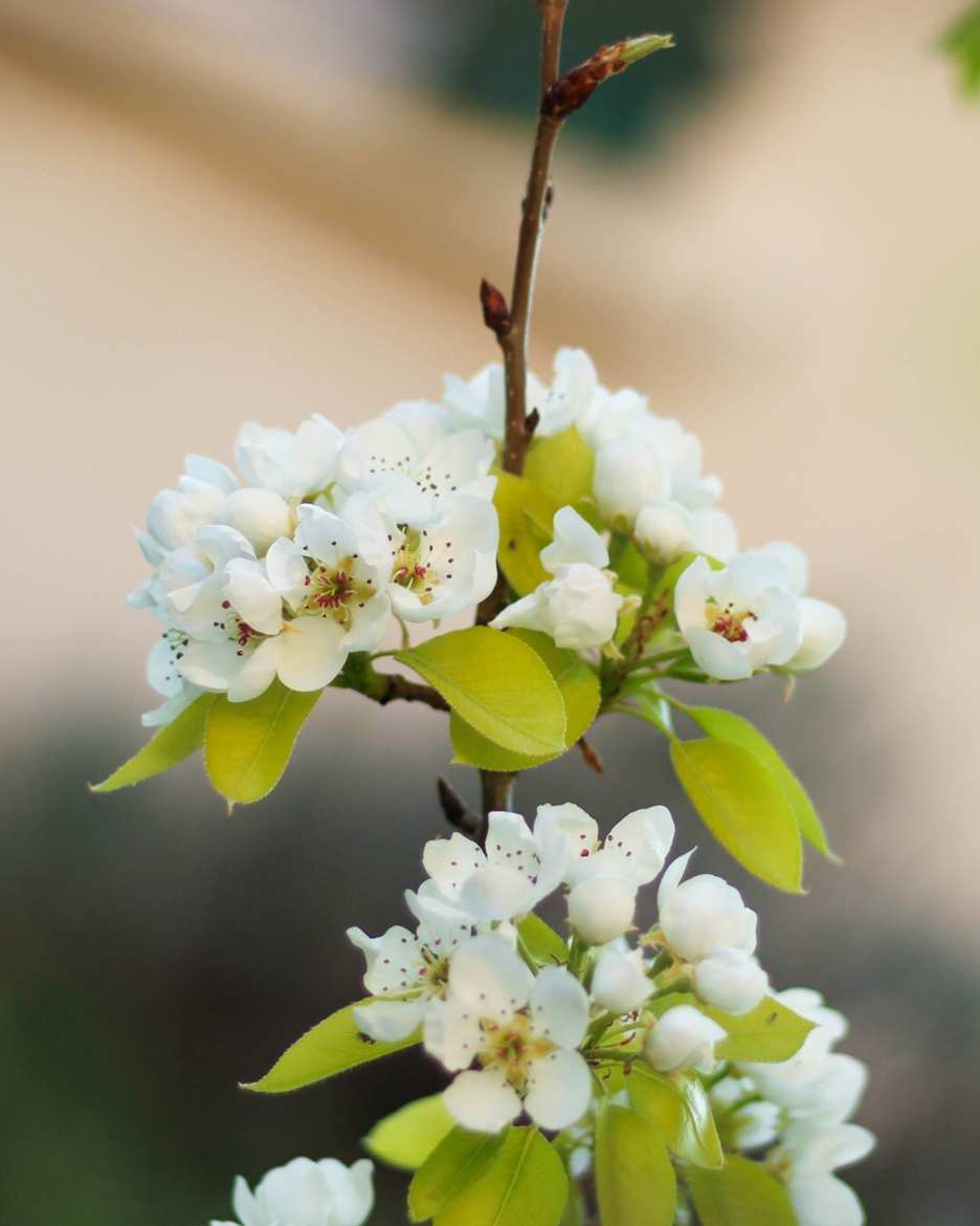 Douce blancheur