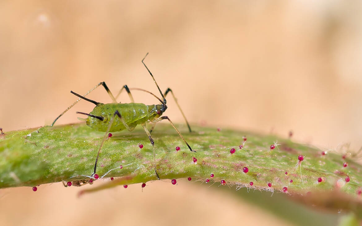 Puceron vert du rosier