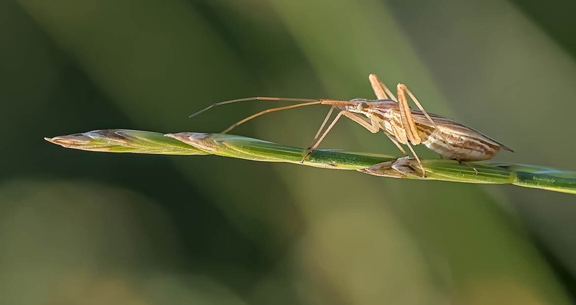 Miridius quadrivirgatus