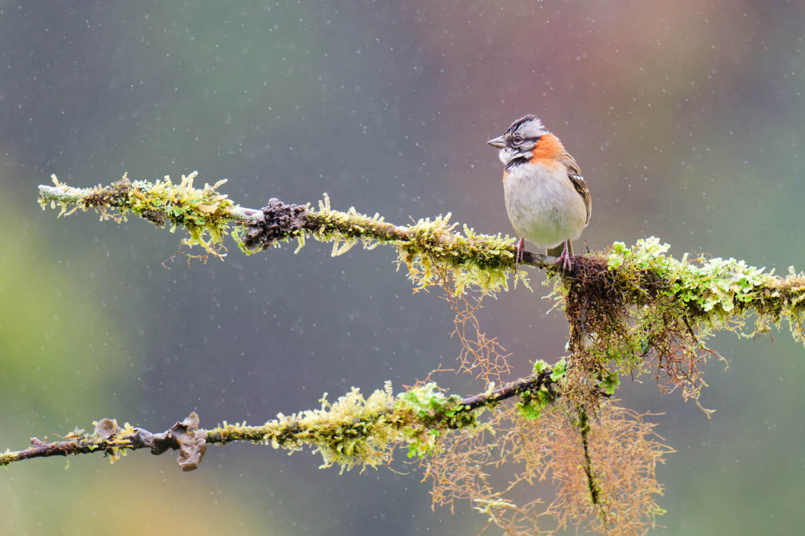 Il pleut, il pleut bergère !
