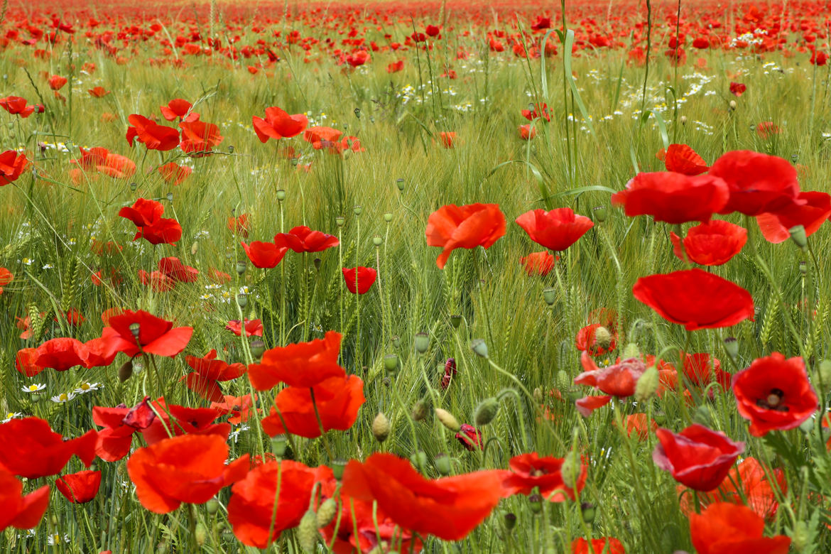 Champ de coquelicots