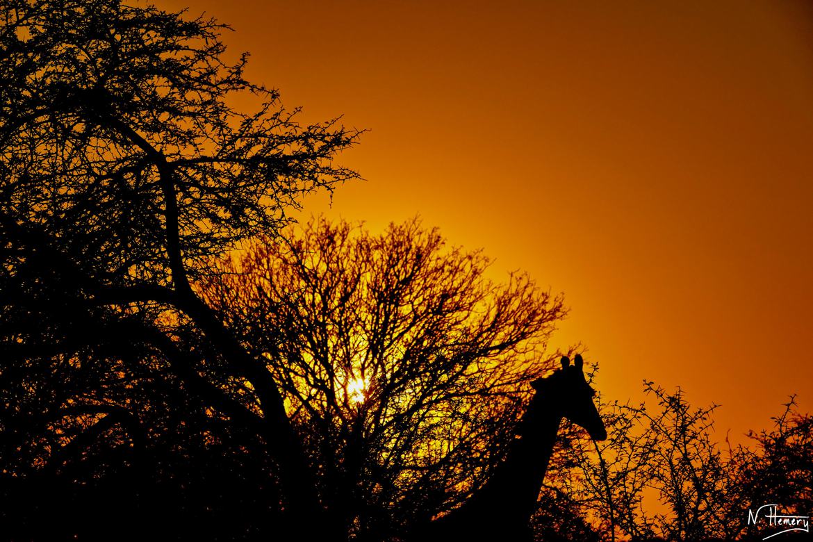 Silhouette africaine