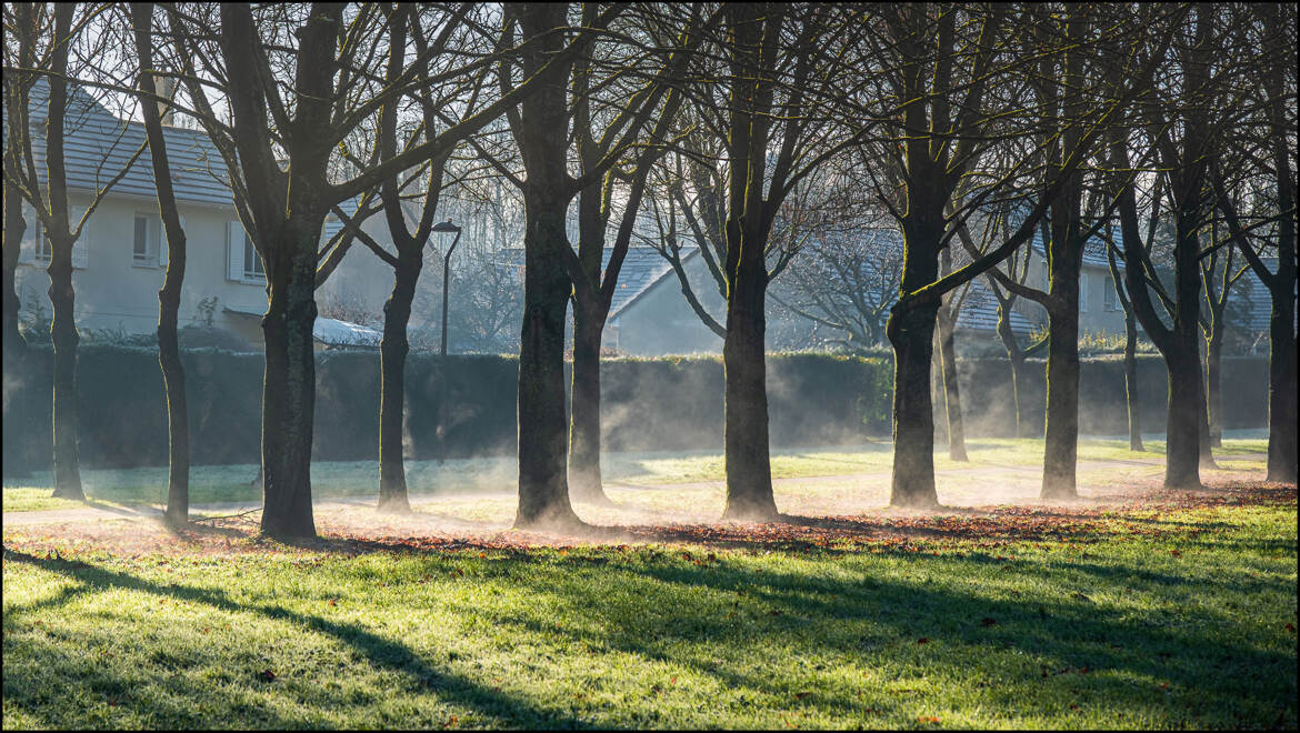 Qand les arbres fument