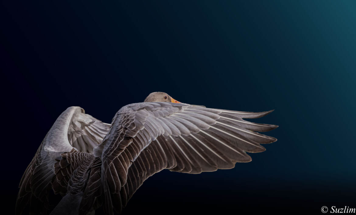 Envol de l'oie cendrée