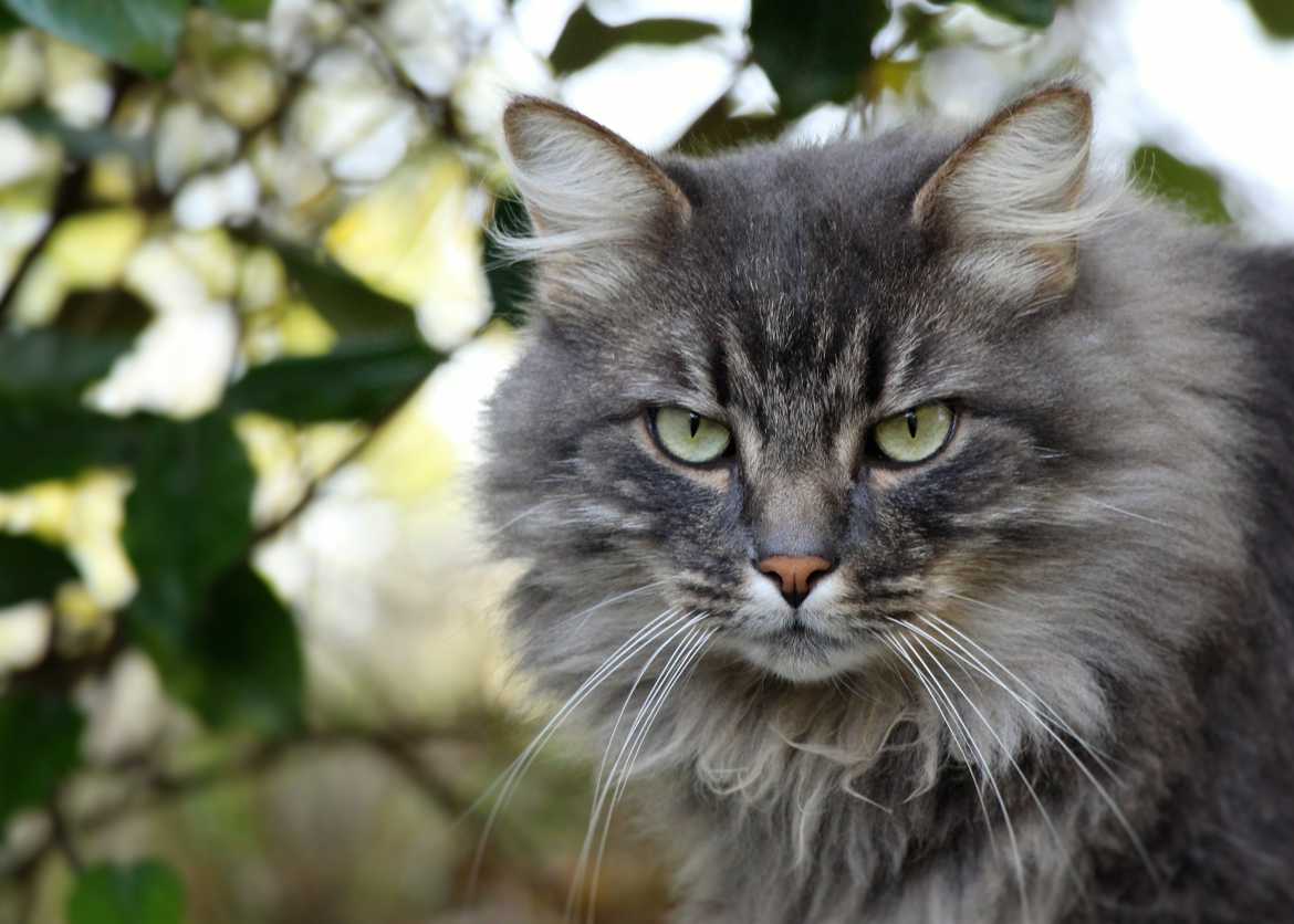 Le chat du voisin