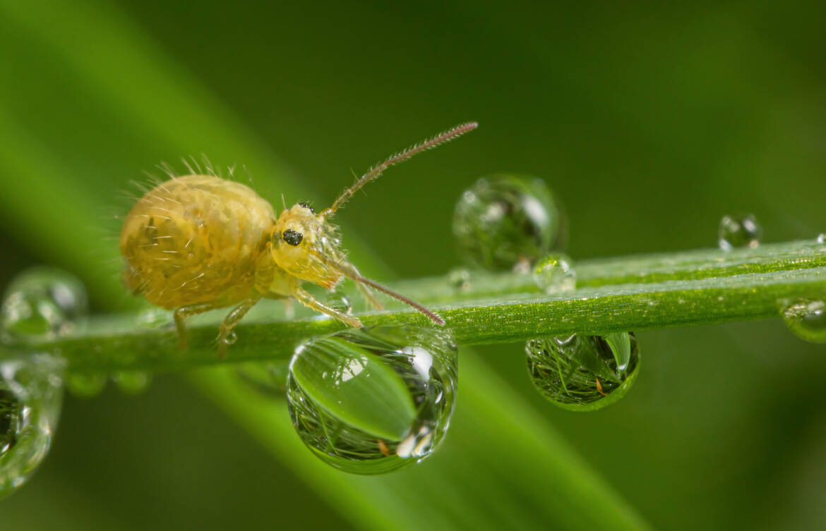 Sortie matinale dans la rosée!