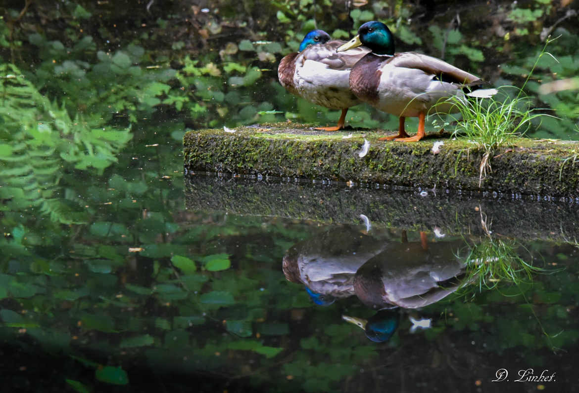 Reflets de canards.