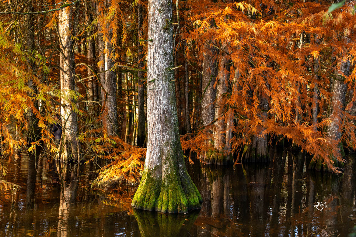 Les couleurs de l'automne