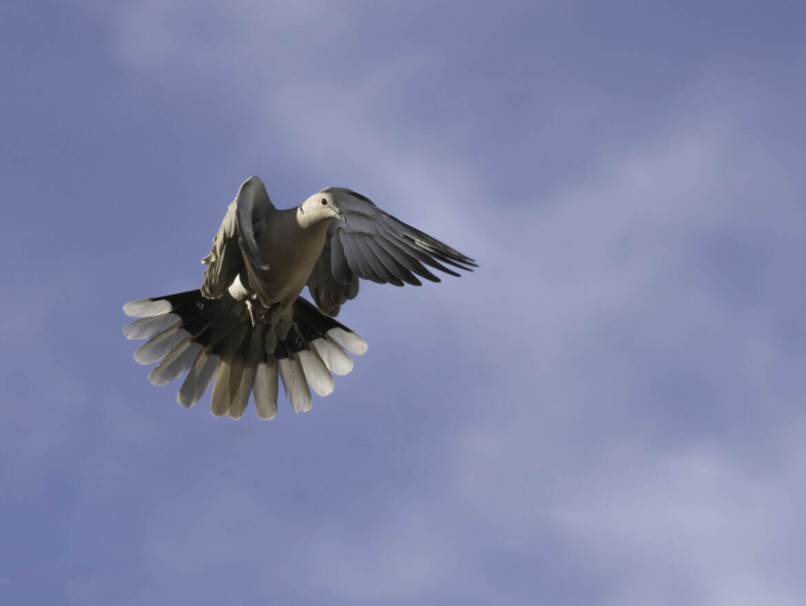 L'OMBRE D'UN BATTEMENT