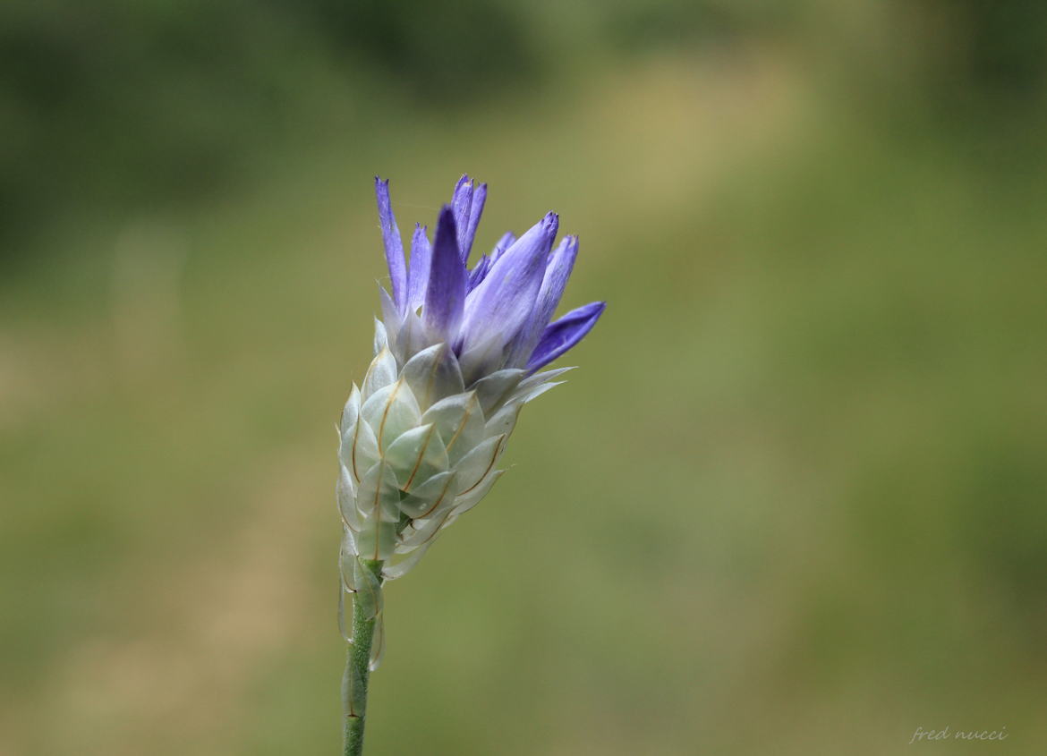 Petite fleur des champs