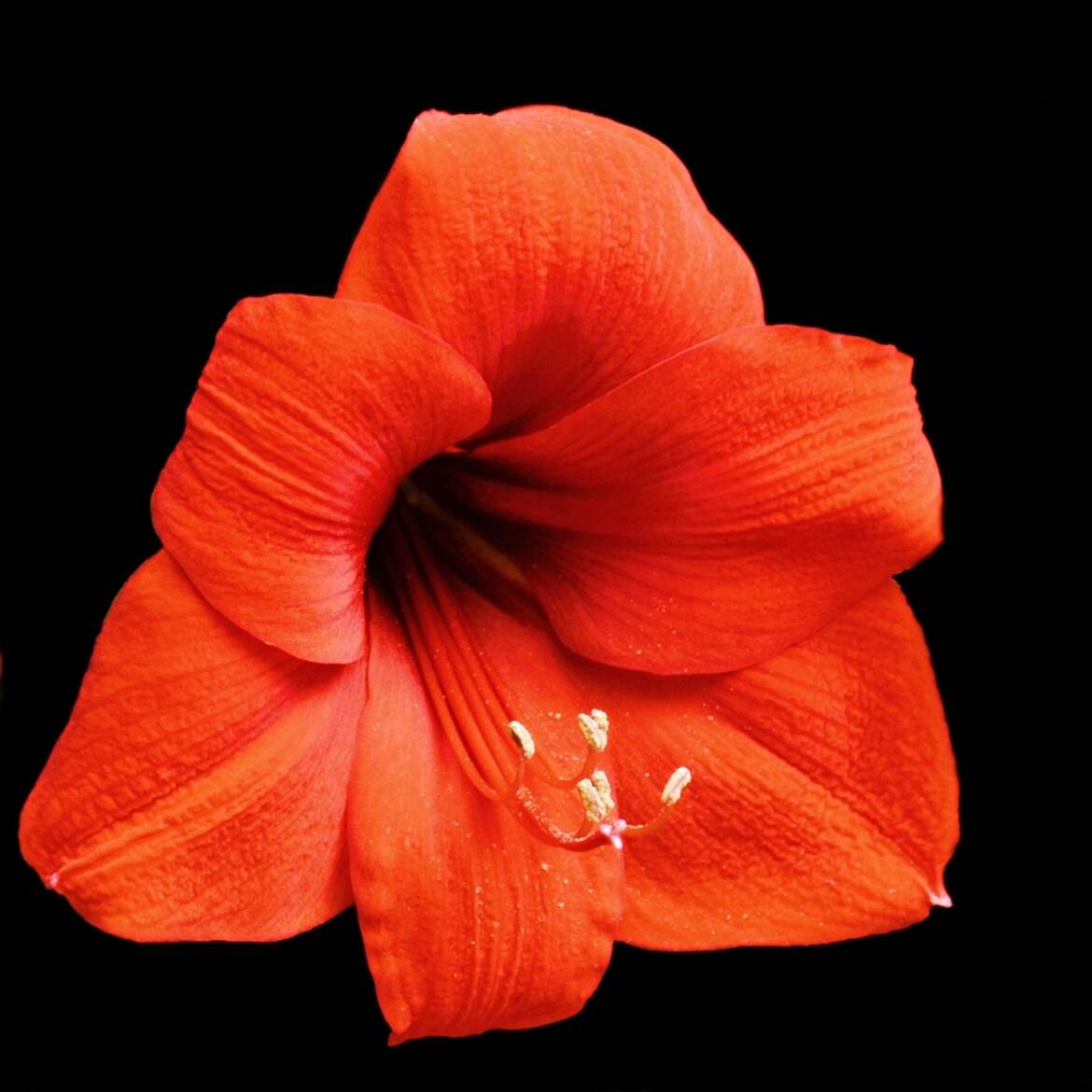 Fleur d'Amaryllis